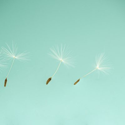 Studio shot showing four dandelion seeds flying. The background is turquoise blue